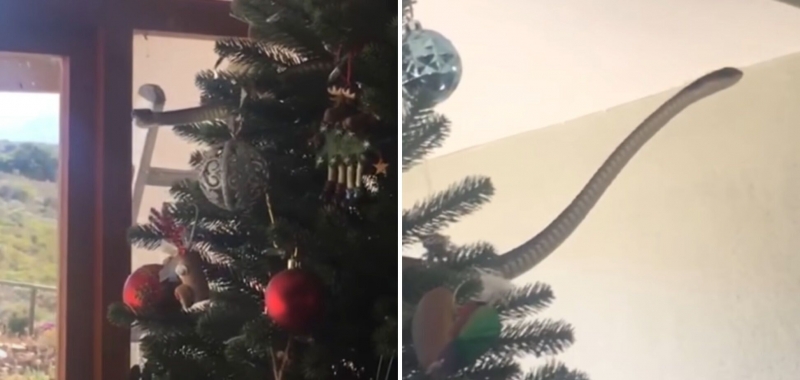 Вместо гирлянды – опасная змея: британская семья обнаружила на своей елке ''сюрприз''. Фото и видео