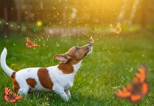 Особенности ухода за слепыми и глухими животными